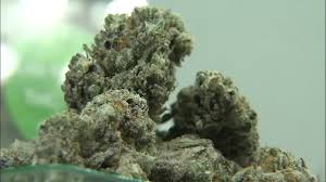 Buy Weed Online Canada Offering Safe Delivery and Premium Selections