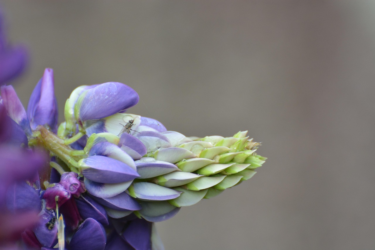 Bud, flower tip, blue beauty — Ideas to Help Treat Acne Problems - I Made Use Of These Exact Ideas to Obvious My Skin of Acne