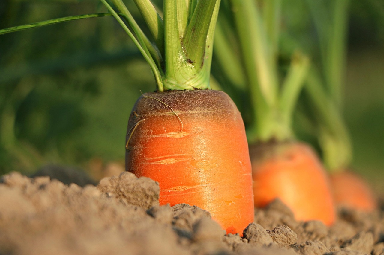 Carrot, growth, vegetables — Understanding the Monthly Costs of Testosterone Replacement Therapy (TRT)