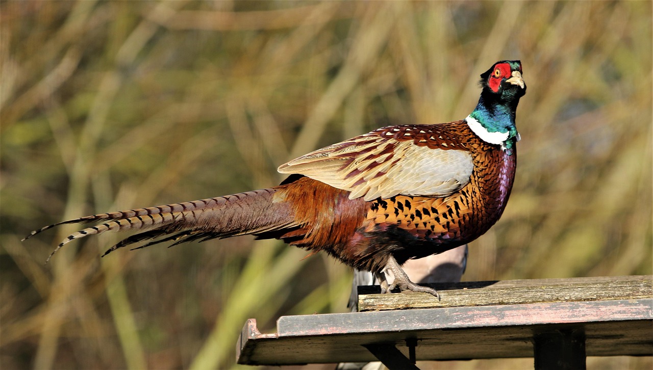 Pheasant, female, bird — Why You Should Buy tiktok Likes - The Best Way to Increase Your Fan Base